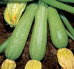 Verde d Italia